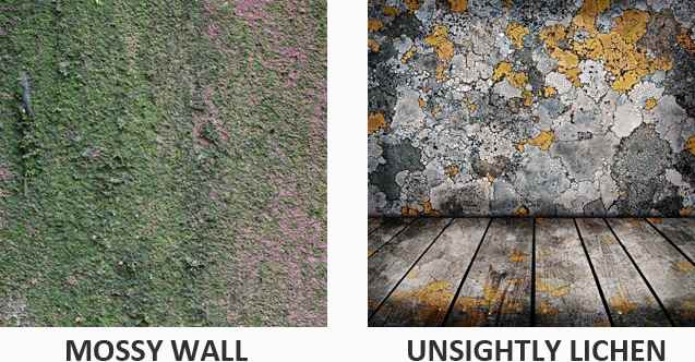 Mossy wall and lichen example