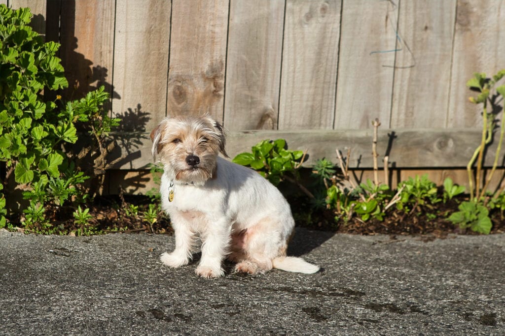 Scrunch, Tim's dog at Acorn House Washing